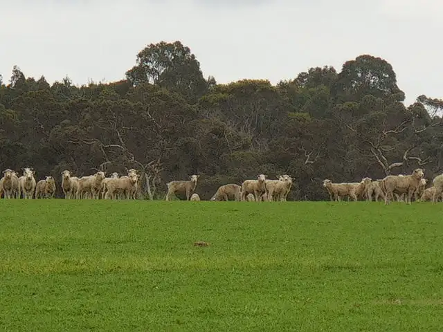 Fourth view of Homely land listing, Lot 2809 Eulup-Manurup Road, Mount Barker WA 6324