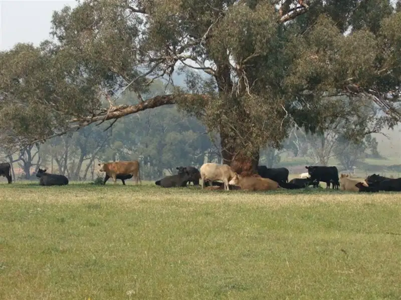Main view of Homely rural property listing, 414 Whiteleys Road, Orange NSW 2800