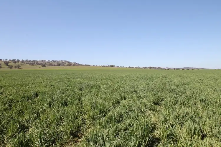 Third view of Homely rural property listing, 264 Black Gully Road, Werris Creek NSW 2341