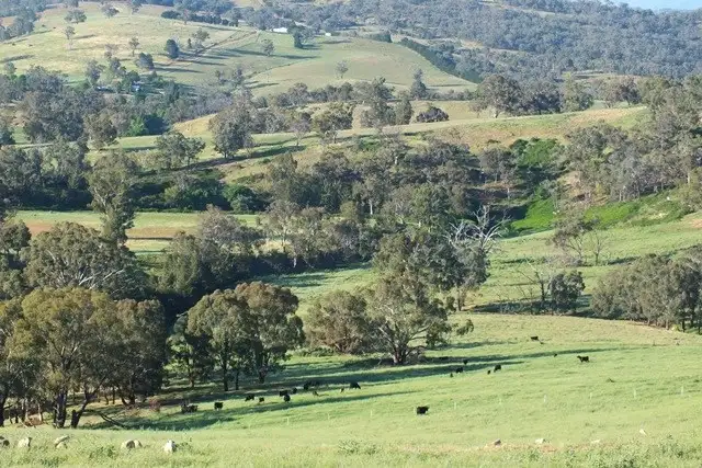 Main view of Homely rural property listing, 1157 Bald Ridge Road, Burraga NSW 2795