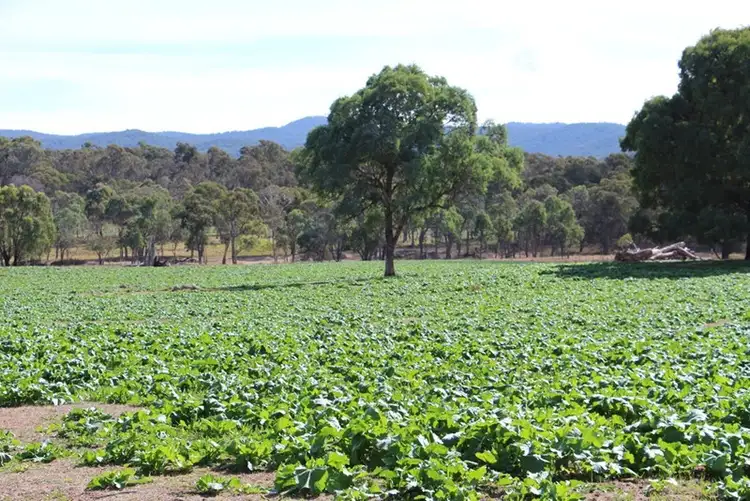 Fifth view of Homely rural property listing, Mossgrove 59 Tanners Road, Wollomombi NSW 2350