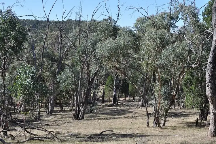 Sixth view of Homely rural property listing, 1 "Mount Eurow", Parkes NSW 2870