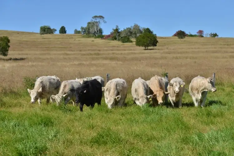 Sixth view of Homely rural property listing, "Spring Creek" 281 Boat Mountain Road, Murgon QLD 4605