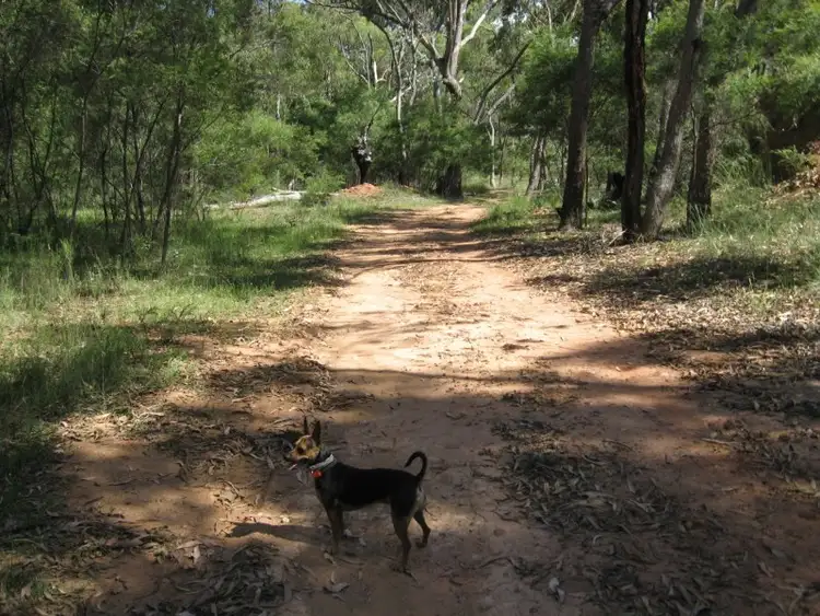 Sixth view of Homely rural property listing, 95 Cadell Road, Emmaville NSW 2371