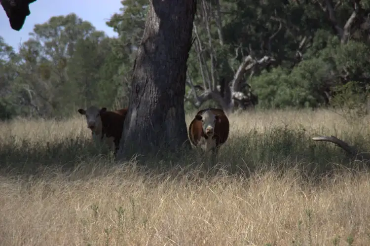 Second view of Homely rural property listing, ."NYINAMA" NEWELL Highway, Coonabarabran NSW 2357