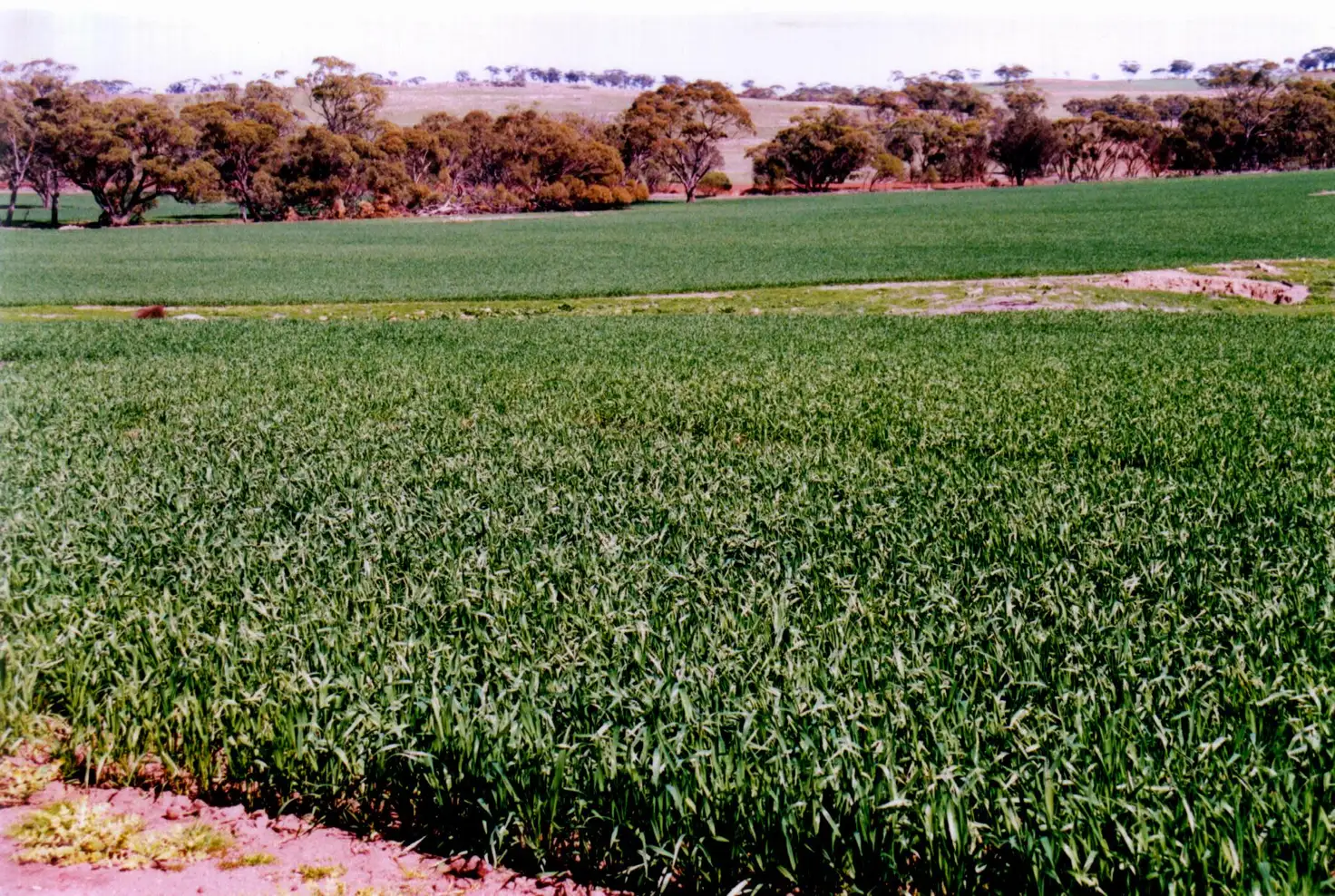 Main view of Homely rural property listing, Exmoor 1 83 Exmoor Road, Moora WA 6510