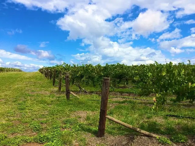 Fifth view of Homely rural property listing, Lot 9 Chardonnay Road, Cowra NSW 2794