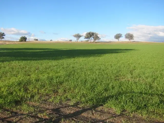 Main view of Homely rural property listing, 157 Ascot - Calala Lane, Loomberah NSW 2340