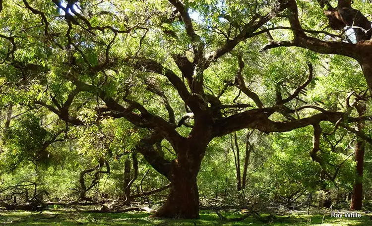 Sixth view of Homely rural property listing, 715 Sawyers Ridge, Braidwood NSW 2622