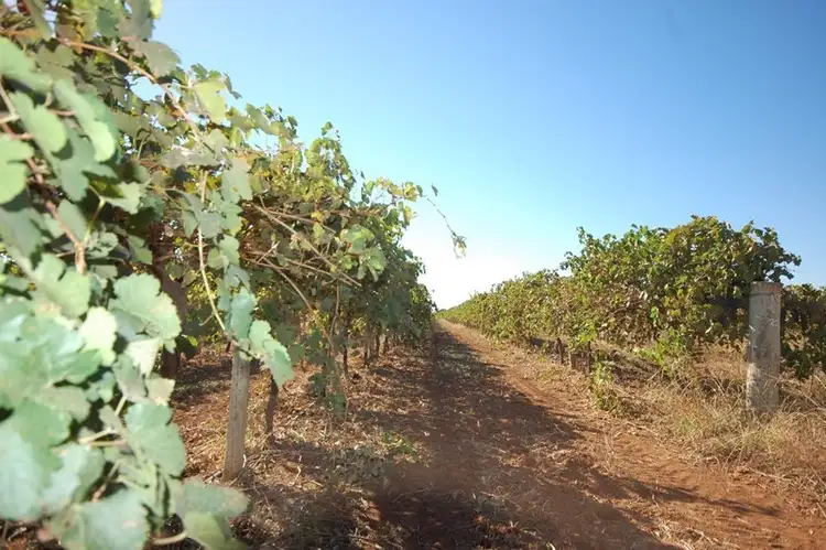 Second view of Homely rural property listing, Farm 1058a Kidman Way, Hanwood NSW 2680