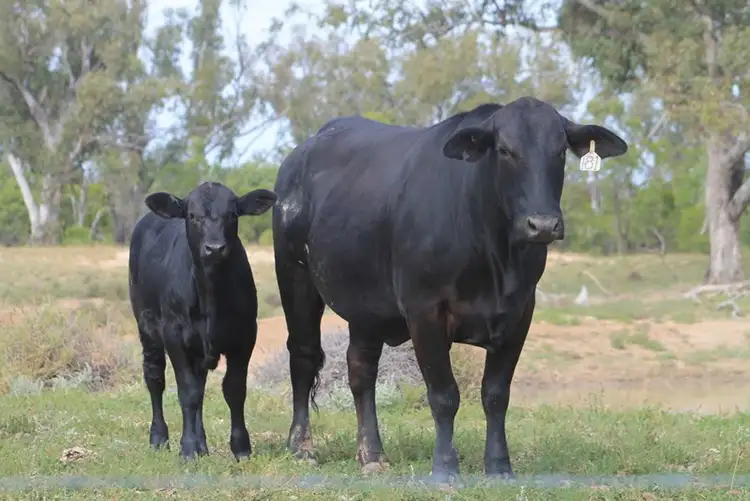 Second view of Homely rural property listing, LOT 11 INGABY Road, St George QLD 4487