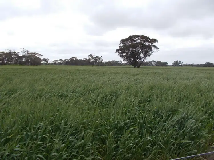 Third view of Homely rural property listing, 1380 Senior Road, Bordertown SA 5268