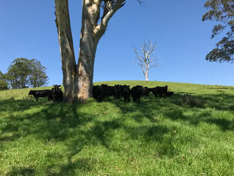 Sixth view of Homely rural property listing, 383 Emersons Road, Dorrigo NSW 2453