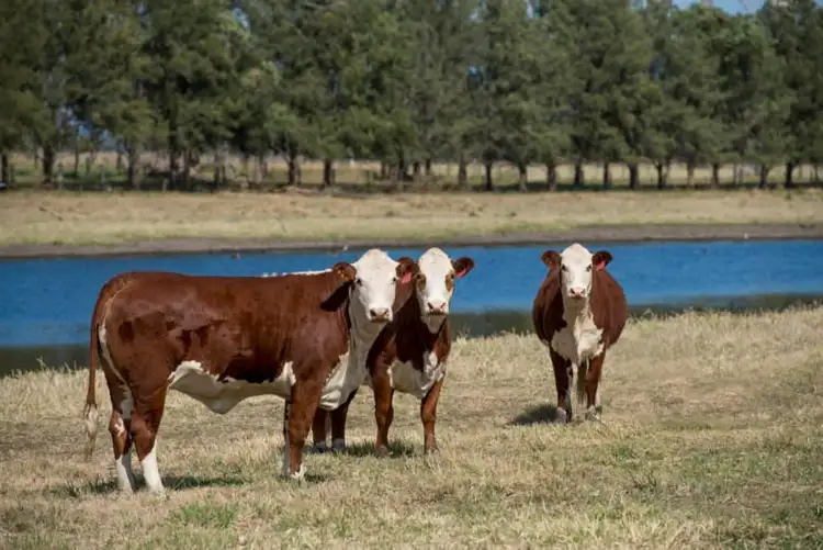 Sixth view of Homely rural property listing, 1318 - 1456 Neurum Road, Mount Archer QLD 4514