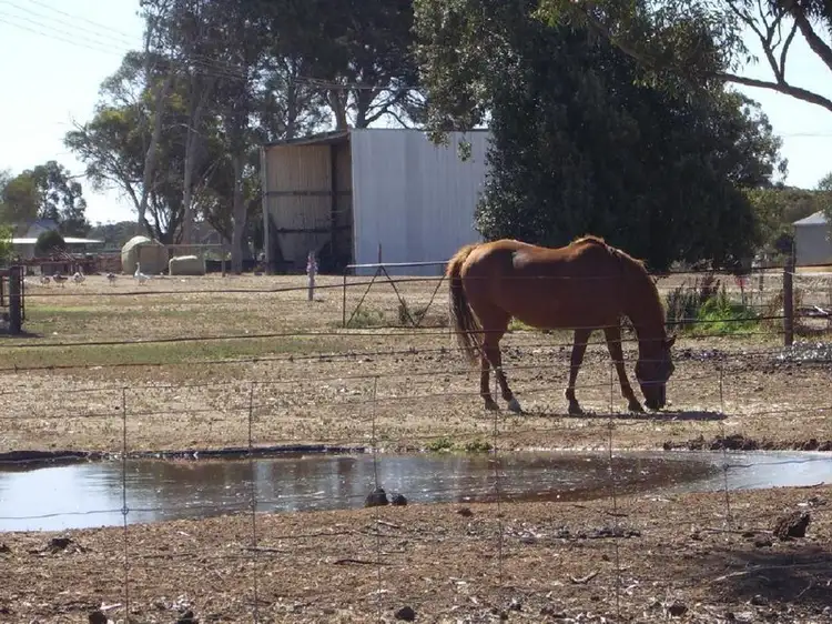 Second view of Homely rural property listing, 34 Punjum Road, Mundulla SA 5270