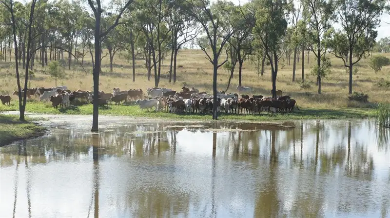 Main view of Homely rural property listing, . Glenroy Road, Morinish QLD 4702