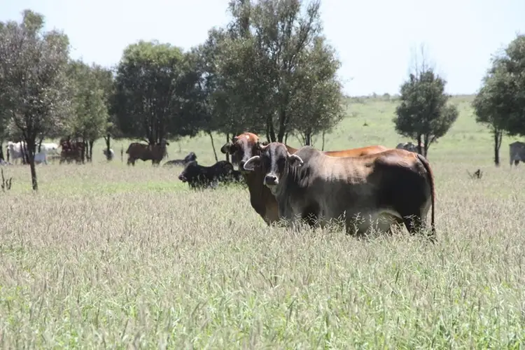 Second view of Homely rural property listing, 11657 Fitzroy Development Road, Bauhinia QLD 4718