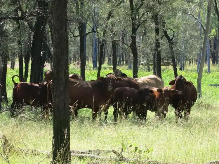 Fourth view of Homely rural property listing, "BOYCES" Glendarra Road, Dingo QLD 4702