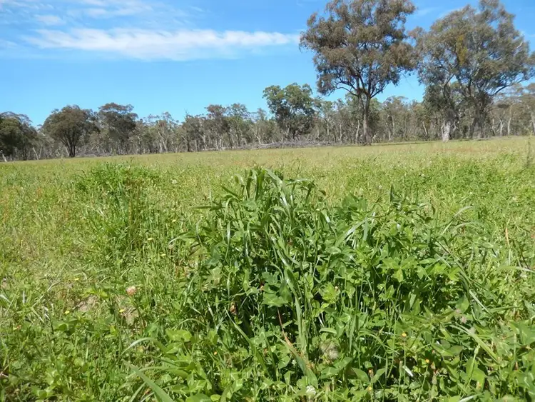 Sixth view of Homely rural property listing, 40 DOWNS TOTHILLS Road, Coonabarabran NSW 2357