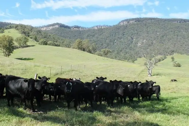 Second view of Homely rural property listing, 1050 Cullenbenbong Road, Kanimbla NSW 2790