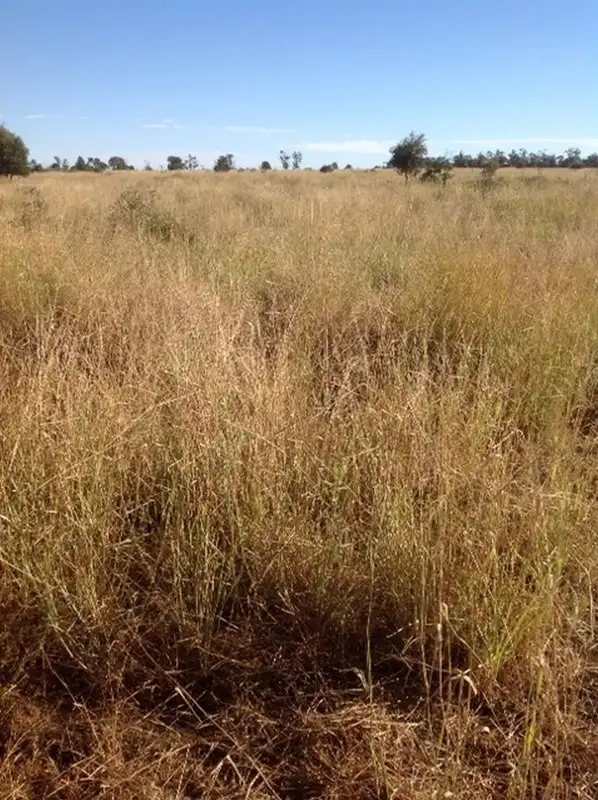 Main view of Homely rural property listing, 409 Corbetts, Dulacca QLD 4425