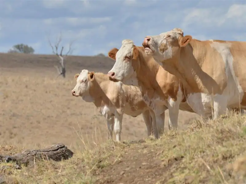 Main view of Homely rural property listing, " Oxley Springs / Wangadale", Coonabarabran NSW 2357