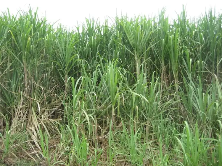 Sixth view of Homely rural property listing, Address available on request