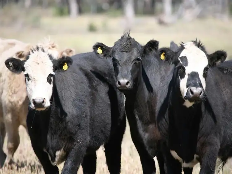 Third view of Homely rural property listing, Address available on request