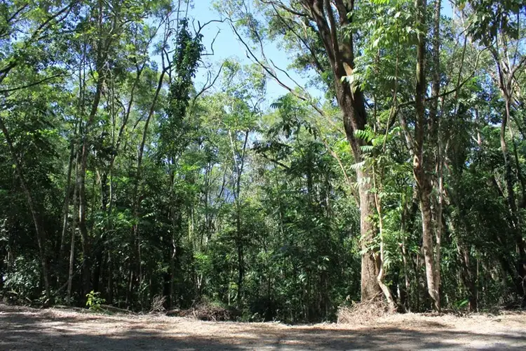 Lot 37 Ronald Road, Forest Creek, Daintree QLD 4873