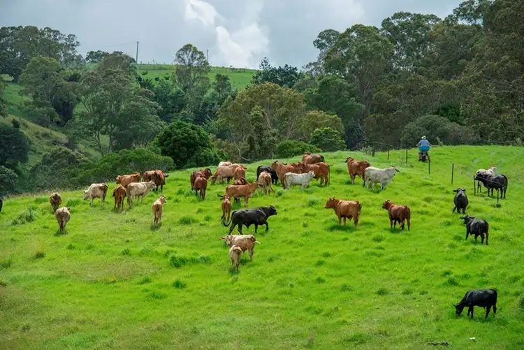 Fifth view of Homely rural property listing, 361 Hausmann Road, Mount Mee QLD 4521