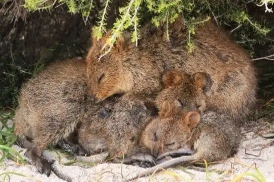 Lot 75 Quokka Place, Mira Mar WA 6330