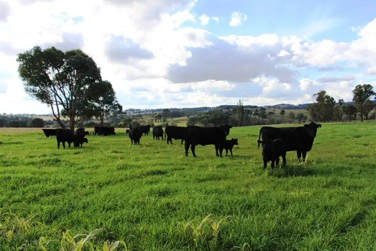 Fourth view of Homely rural property listing, 1735 "Karoola" Old Armidale Road, Guyra NSW 2365