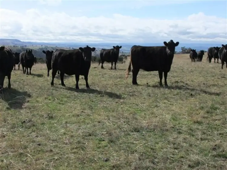 Sixth view of Homely rural property listing, 0 Mitchell Highway., Bathurst NSW 2795