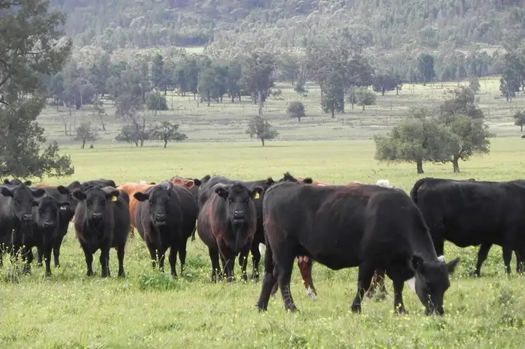 Fifth view of Homely rural property listing, 0 "Blink Bonnie", Forbes NSW 2871