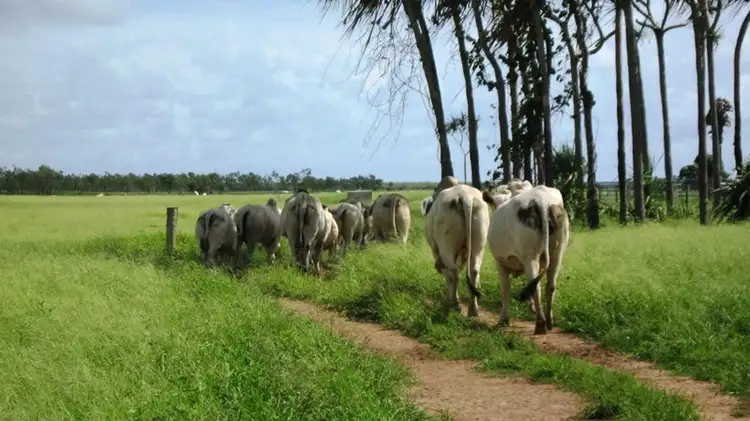 Seventh view of Homely rural property listing, . Rainbow Station, Ayr QLD 4807