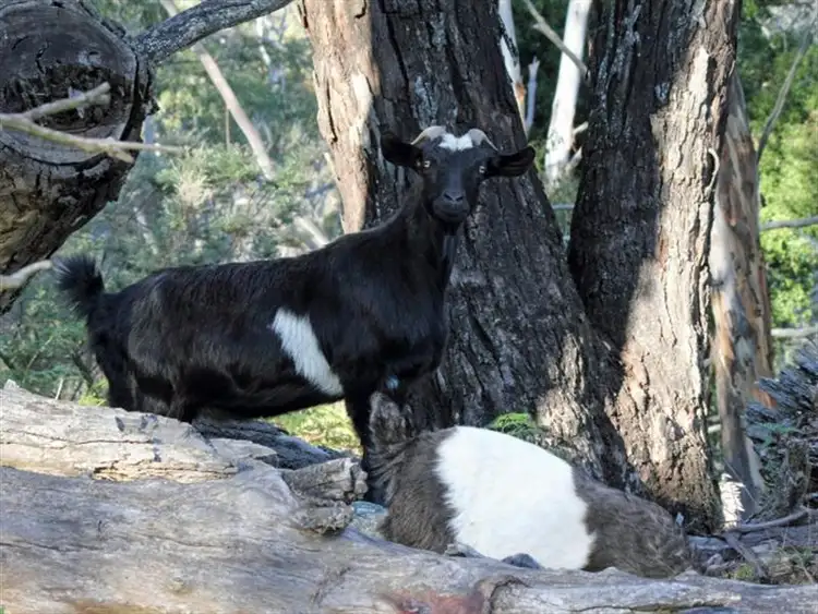 Sixth view of Homely rural property listing, 320 Molybdonite Road, Yetholme NSW 2795