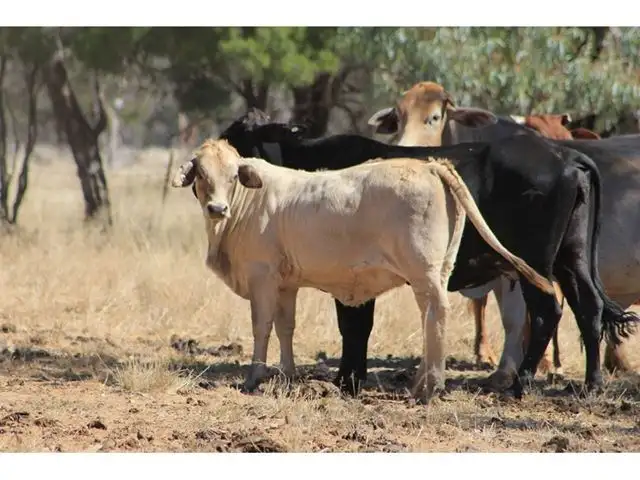 Seventh view of Homely rural property listing, 160 Adavale Road, Charleville QLD 4470