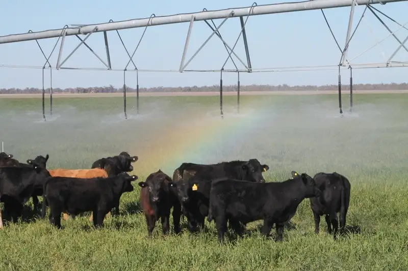 Main view of Homely rural property listing, Lot 1 'Ballandool Station', Ballandool Road, Hebel QLD 4486