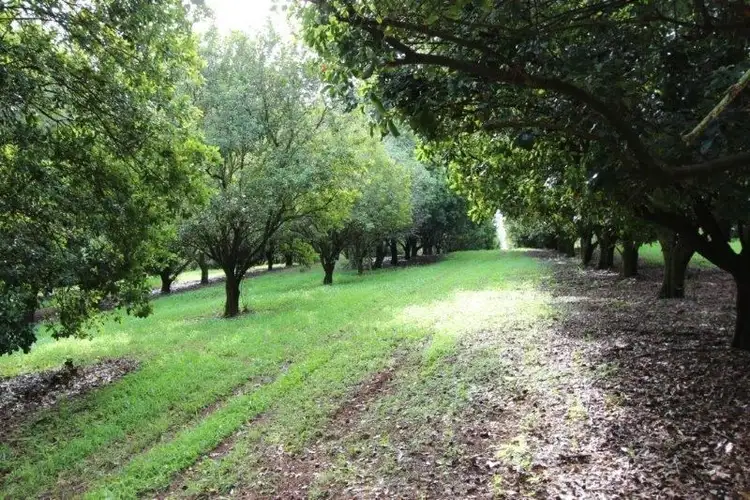 Second view of Homely rural property listing, 152 Missingham Road, Dorroughby NSW 2480