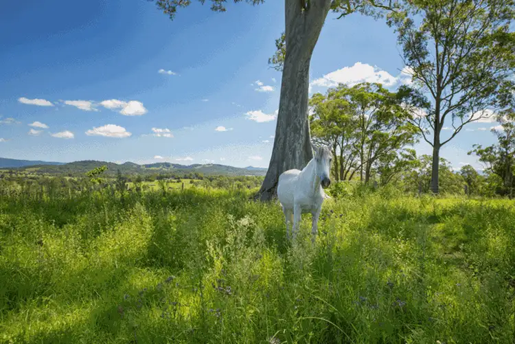 Sixth view of Homely rural property listing, 79 Glenyarra Road, Wingham NSW 2429