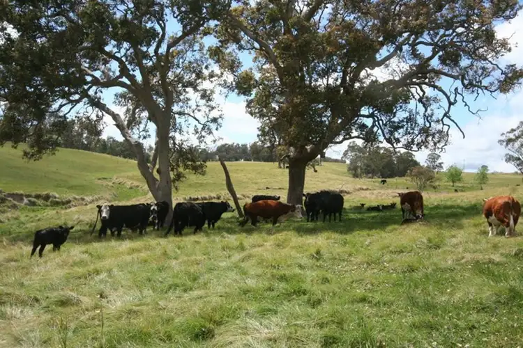 Main view of Homely land listing, Lot 80 Nutshell Road, Tenterfield NSW 2372