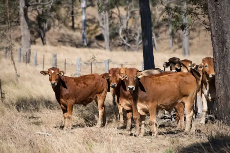 Seventh view of Homely rural property listing, 205 Bunjurgen Road, Bunjurgen QLD 4310