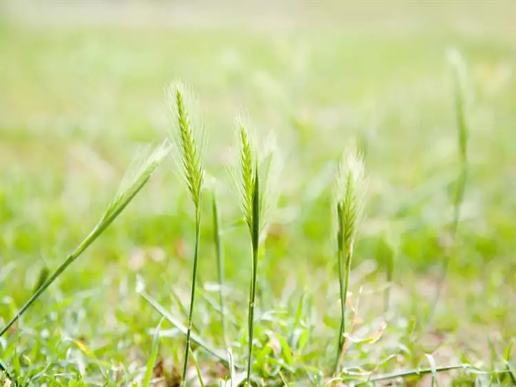 33A Eighth Avenue, Chelsea Heights VIC 3196