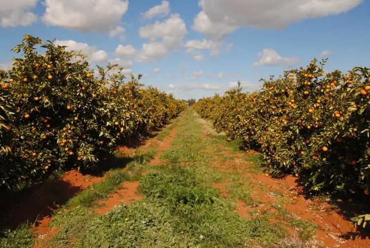 Sixth view of Homely rural property listing, Farm 1307 Kidman Way, Tharbogang NSW 2680
