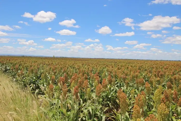 Third view of Homely rural property listing, 00 Tates Road, Bowenville QLD 4404