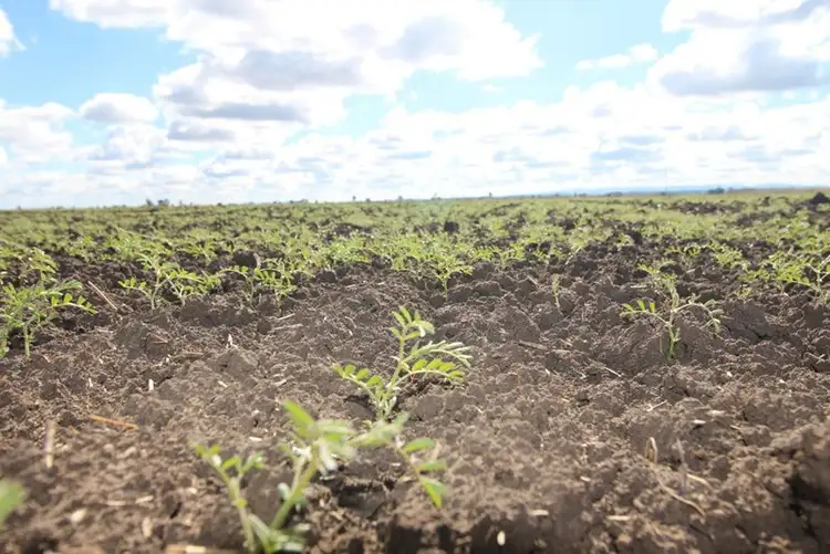 Second view of Homely rural property listing, 0 Tates Road, Bowenville QLD 4404