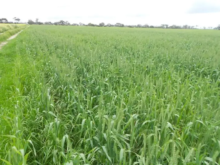 Fourth view of Homely rural property listing, Lot 275 Pitcher Lane, Bordertown SA 5268