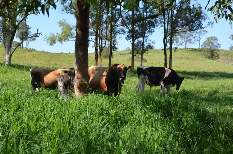 Fifth view of Homely rural property listing, 2598 Eumundi Kenilworth Road, Kenilworth QLD 4574