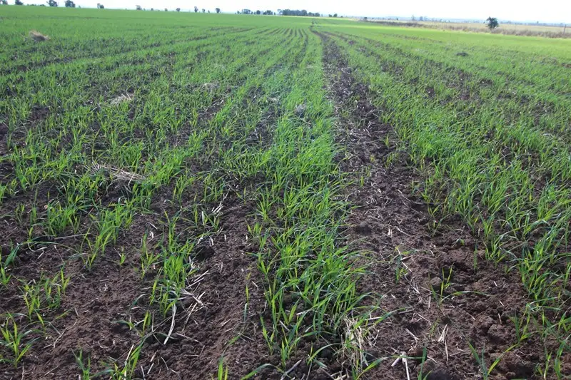 Main view of Homely rural property listing, 0 Tates Road, Bowenville QLD 4404