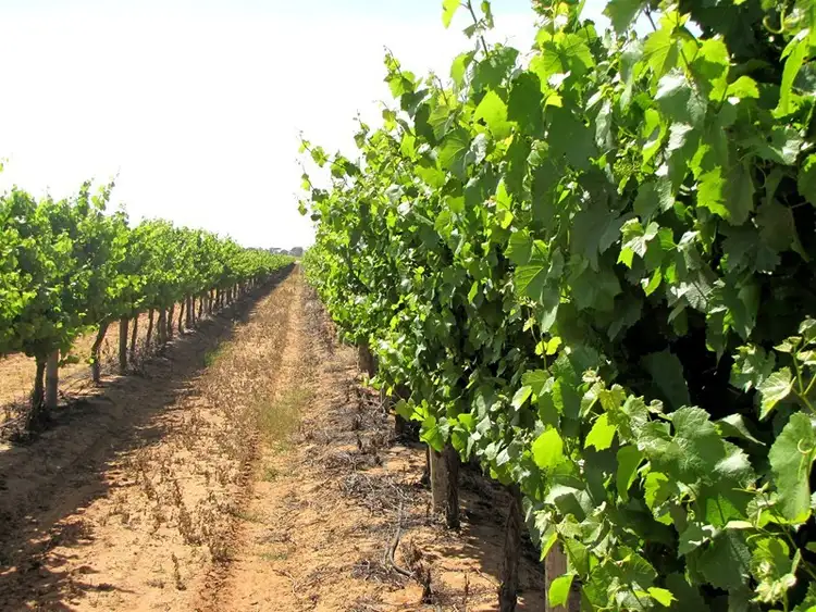 Sixth view of Homely rural property listing, Sec 22 Brand Road, Cobdogla SA 5346